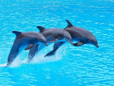 Dolphin-Tour-22