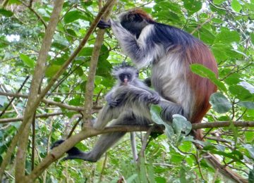 Best tours in Zanzibar