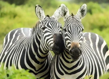 Best tours in Zanzibar
