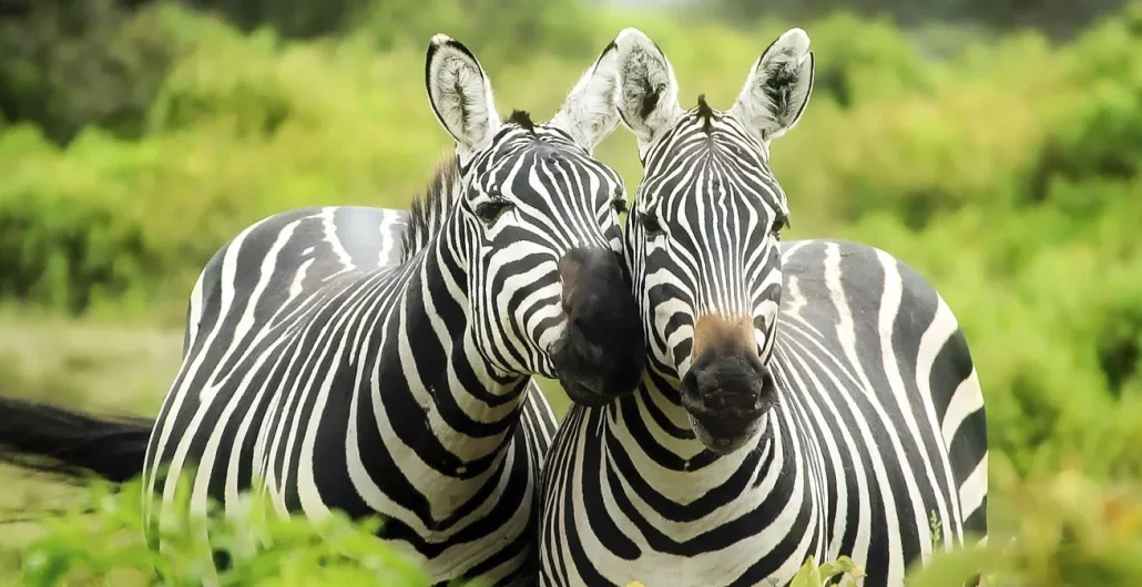 Best tours in Zanzibar