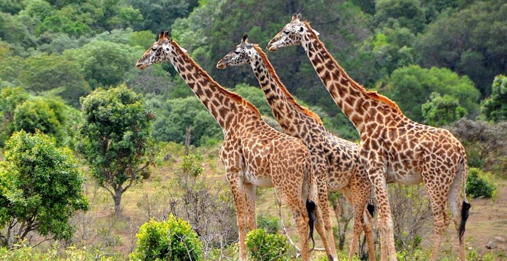 Best tours in Zanzibar