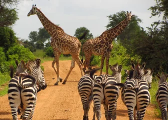 Best tours in Zanzibar