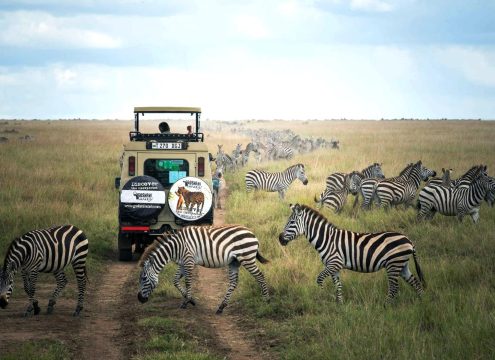 Best Tours in Zanzibar