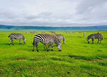 Top Things to Do in Zanzibar