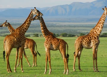 Best tours in Zanzibar