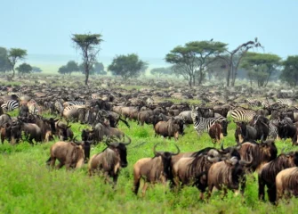 Best tours in Zanzibar