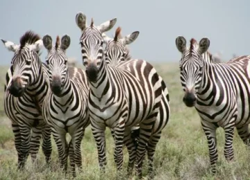 Best tours in Zanzibar